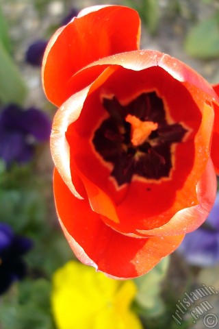 A mobile wallpaper and MMS picture for Apple iPhone 7s, 6s, 5s, 4s, Plus, iPods, iPads, New iPads, Samsung Galaxy S Series and Notes, Sony Ericsson Xperia, LG Mobile Phones, Tablets and Devices: Red Turkish-Ottoman Tulip photo.
