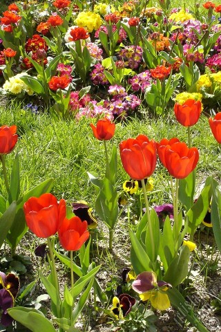 A mobile wallpaper and MMS picture for Apple iPhone 7s, 6s, 5s, 4s, Plus, iPods, iPads, New iPads, Samsung Galaxy S Series and Notes, Sony Ericsson Xperia, LG Mobile Phones, Tablets and Devices: Red Turkish-Ottoman Tulip photo.
