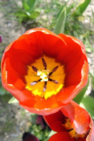 A mobile wallpaper and MMS picture for Apple iPhone 7s, 6s, 5s, 4s, Plus, iPods, iPads, New iPads, Samsung Galaxy S Series and Notes, Sony Ericsson Xperia, LG Mobile Phones, Tablets and Devices: Red Turkish-Ottoman Tulip photo.
