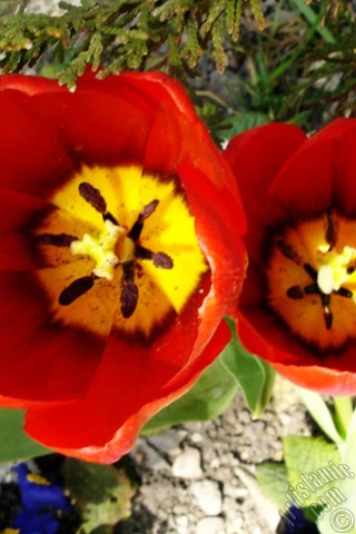 A mobile wallpaper and MMS picture for Apple iPhone 7s, 6s, 5s, 4s, Plus, iPods, iPads, New iPads, Samsung Galaxy S Series and Notes, Sony Ericsson Xperia, LG Mobile Phones, Tablets and Devices: Red Turkish-Ottoman Tulip photo.
