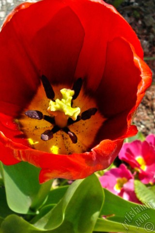 A mobile wallpaper and MMS picture for Apple iPhone 7s, 6s, 5s, 4s, Plus, iPods, iPads, New iPads, Samsung Galaxy S Series and Notes, Sony Ericsson Xperia, LG Mobile Phones, Tablets and Devices: Red Turkish-Ottoman Tulip photo.
