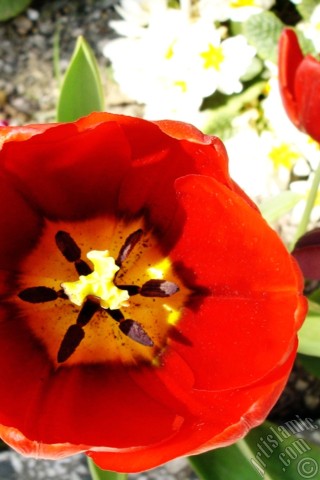 A mobile wallpaper and MMS picture for Apple iPhone 7s, 6s, 5s, 4s, Plus, iPods, iPads, New iPads, Samsung Galaxy S Series and Notes, Sony Ericsson Xperia, LG Mobile Phones, Tablets and Devices: Red Turkish-Ottoman Tulip photo.
