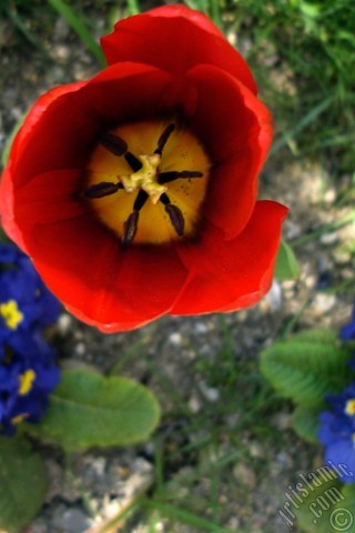 A mobile wallpaper and MMS picture for Apple iPhone 7s, 6s, 5s, 4s, Plus, iPods, iPads, New iPads, Samsung Galaxy S Series and Notes, Sony Ericsson Xperia, LG Mobile Phones, Tablets and Devices: Red Turkish-Ottoman Tulip photo.
