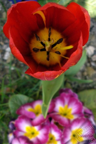 A mobile wallpaper and MMS picture for Apple iPhone 7s, 6s, 5s, 4s, Plus, iPods, iPads, New iPads, Samsung Galaxy S Series and Notes, Sony Ericsson Xperia, LG Mobile Phones, Tablets and Devices: Red Turkish-Ottoman Tulip photo.
