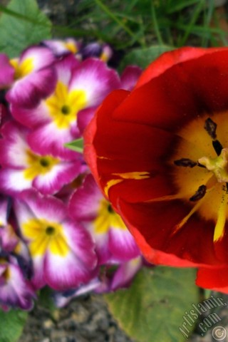 A mobile wallpaper and MMS picture for Apple iPhone 7s, 6s, 5s, 4s, Plus, iPods, iPads, New iPads, Samsung Galaxy S Series and Notes, Sony Ericsson Xperia, LG Mobile Phones, Tablets and Devices: Red Turkish-Ottoman Tulip photo.
