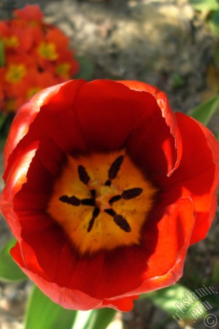 A mobile wallpaper and MMS picture for Apple iPhone 7s, 6s, 5s, 4s, Plus, iPods, iPads, New iPads, Samsung Galaxy S Series and Notes, Sony Ericsson Xperia, LG Mobile Phones, Tablets and Devices: Red Turkish-Ottoman Tulip photo.
