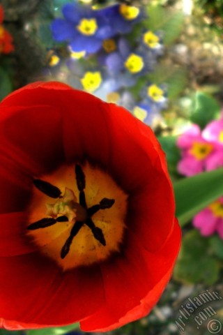 A mobile wallpaper and MMS picture for Apple iPhone 7s, 6s, 5s, 4s, Plus, iPods, iPads, New iPads, Samsung Galaxy S Series and Notes, Sony Ericsson Xperia, LG Mobile Phones, Tablets and Devices: Red Turkish-Ottoman Tulip photo.
