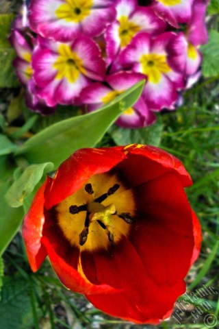 A mobile wallpaper and MMS picture for Apple iPhone 7s, 6s, 5s, 4s, Plus, iPods, iPads, New iPads, Samsung Galaxy S Series and Notes, Sony Ericsson Xperia, LG Mobile Phones, Tablets and Devices: Red Turkish-Ottoman Tulip photo.
