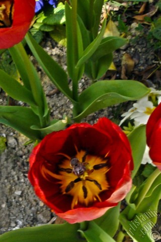 A mobile wallpaper and MMS picture for Apple iPhone 7s, 6s, 5s, 4s, Plus, iPods, iPads, New iPads, Samsung Galaxy S Series and Notes, Sony Ericsson Xperia, LG Mobile Phones, Tablets and Devices: Red Turkish-Ottoman Tulip photo.
