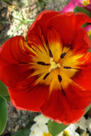 A mobile wallpaper and MMS picture for Apple iPhone 7s, 6s, 5s, 4s, Plus, iPods, iPads, New iPads, Samsung Galaxy S Series and Notes, Sony Ericsson Xperia, LG Mobile Phones, Tablets and Devices: Red Turkish-Ottoman Tulip photo.
