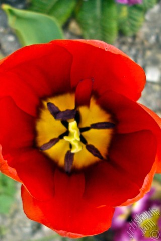 A mobile wallpaper and MMS picture for Apple iPhone 7s, 6s, 5s, 4s, Plus, iPods, iPads, New iPads, Samsung Galaxy S Series and Notes, Sony Ericsson Xperia, LG Mobile Phones, Tablets and Devices: Red Turkish-Ottoman Tulip photo.
