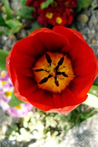 A mobile wallpaper and MMS picture for Apple iPhone 7s, 6s, 5s, 4s, Plus, iPods, iPads, New iPads, Samsung Galaxy S Series and Notes, Sony Ericsson Xperia, LG Mobile Phones, Tablets and Devices: Red Turkish-Ottoman Tulip photo.
