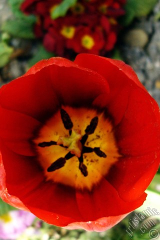 A mobile wallpaper and MMS picture for Apple iPhone 7s, 6s, 5s, 4s, Plus, iPods, iPads, New iPads, Samsung Galaxy S Series and Notes, Sony Ericsson Xperia, LG Mobile Phones, Tablets and Devices: Red Turkish-Ottoman Tulip photo.
