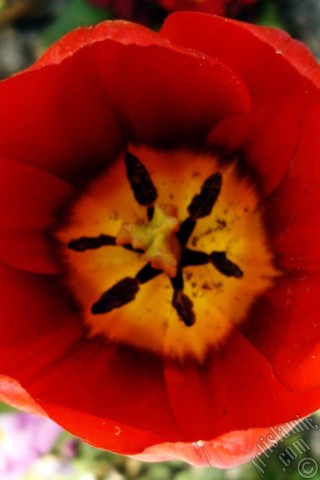 A mobile wallpaper and MMS picture for Apple iPhone 7s, 6s, 5s, 4s, Plus, iPods, iPads, New iPads, Samsung Galaxy S Series and Notes, Sony Ericsson Xperia, LG Mobile Phones, Tablets and Devices: Red Turkish-Ottoman Tulip photo.
