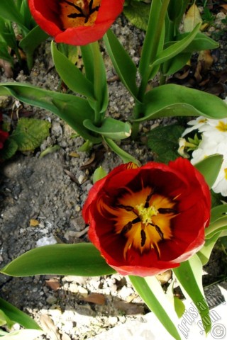 A mobile wallpaper and MMS picture for Apple iPhone 7s, 6s, 5s, 4s, Plus, iPods, iPads, New iPads, Samsung Galaxy S Series and Notes, Sony Ericsson Xperia, LG Mobile Phones, Tablets and Devices: Red Turkish-Ottoman Tulip photo.
