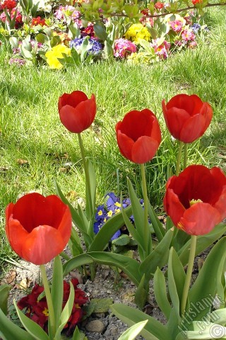 A mobile wallpaper and MMS picture for Apple iPhone 7s, 6s, 5s, 4s, Plus, iPods, iPads, New iPads, Samsung Galaxy S Series and Notes, Sony Ericsson Xperia, LG Mobile Phones, Tablets and Devices: Red Turkish-Ottoman Tulip photo.
