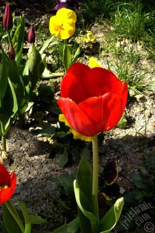 A mobile wallpaper and MMS picture for Apple iPhone 7s, 6s, 5s, 4s, Plus, iPods, iPads, New iPads, Samsung Galaxy S Series and Notes, Sony Ericsson Xperia, LG Mobile Phones, Tablets and Devices: Red Turkish-Ottoman Tulip photo.
