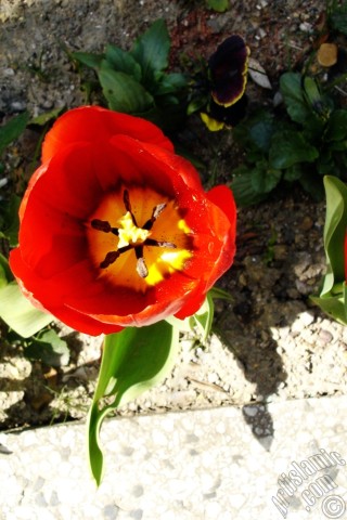 A mobile wallpaper and MMS picture for Apple iPhone 7s, 6s, 5s, 4s, Plus, iPods, iPads, New iPads, Samsung Galaxy S Series and Notes, Sony Ericsson Xperia, LG Mobile Phones, Tablets and Devices: Red Turkish-Ottoman Tulip photo.
