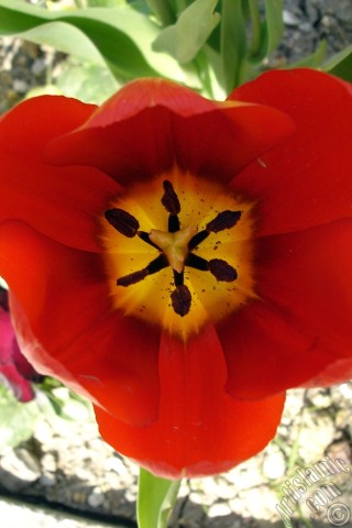 A mobile wallpaper and MMS picture for Apple iPhone 7s, 6s, 5s, 4s, Plus, iPods, iPads, New iPads, Samsung Galaxy S Series and Notes, Sony Ericsson Xperia, LG Mobile Phones, Tablets and Devices: Red Turkish-Ottoman Tulip photo.
