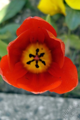 A mobile wallpaper and MMS picture for Apple iPhone 7s, 6s, 5s, 4s, Plus, iPods, iPads, New iPads, Samsung Galaxy S Series and Notes, Sony Ericsson Xperia, LG Mobile Phones, Tablets and Devices: Red Turkish-Ottoman Tulip photo.
