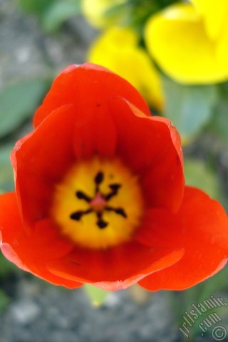 A mobile wallpaper and MMS picture for Apple iPhone 7s, 6s, 5s, 4s, Plus, iPods, iPads, New iPads, Samsung Galaxy S Series and Notes, Sony Ericsson Xperia, LG Mobile Phones, Tablets and Devices: Red Turkish-Ottoman Tulip photo.
