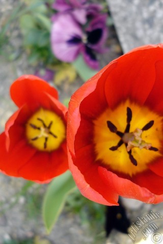 A mobile wallpaper and MMS picture for Apple iPhone 7s, 6s, 5s, 4s, Plus, iPods, iPads, New iPads, Samsung Galaxy S Series and Notes, Sony Ericsson Xperia, LG Mobile Phones, Tablets and Devices: Red Turkish-Ottoman Tulip photo.
