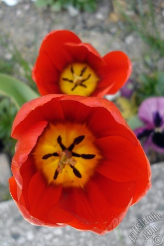 A mobile wallpaper and MMS picture for Apple iPhone 7s, 6s, 5s, 4s, Plus, iPods, iPads, New iPads, Samsung Galaxy S Series and Notes, Sony Ericsson Xperia, LG Mobile Phones, Tablets and Devices: Red Turkish-Ottoman Tulip photo.
