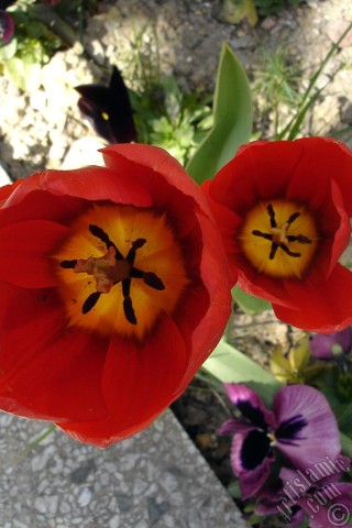 A mobile wallpaper and MMS picture for Apple iPhone 7s, 6s, 5s, 4s, Plus, iPods, iPads, New iPads, Samsung Galaxy S Series and Notes, Sony Ericsson Xperia, LG Mobile Phones, Tablets and Devices: Red Turkish-Ottoman Tulip photo.
