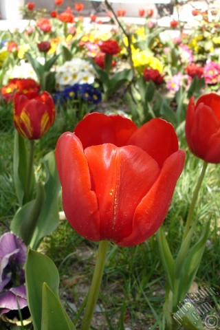 A mobile wallpaper and MMS picture for Apple iPhone 7s, 6s, 5s, 4s, Plus, iPods, iPads, New iPads, Samsung Galaxy S Series and Notes, Sony Ericsson Xperia, LG Mobile Phones, Tablets and Devices: Red Turkish-Ottoman Tulip photo.
