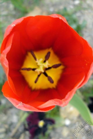 A mobile wallpaper and MMS picture for Apple iPhone 7s, 6s, 5s, 4s, Plus, iPods, iPads, New iPads, Samsung Galaxy S Series and Notes, Sony Ericsson Xperia, LG Mobile Phones, Tablets and Devices: Red Turkish-Ottoman Tulip photo.
