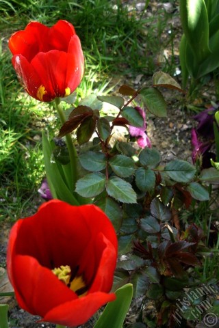 A mobile wallpaper and MMS picture for Apple iPhone 7s, 6s, 5s, 4s, Plus, iPods, iPads, New iPads, Samsung Galaxy S Series and Notes, Sony Ericsson Xperia, LG Mobile Phones, Tablets and Devices: Red Turkish-Ottoman Tulip photo.
