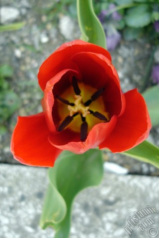 A mobile wallpaper and MMS picture for Apple iPhone 7s, 6s, 5s, 4s, Plus, iPods, iPads, New iPads, Samsung Galaxy S Series and Notes, Sony Ericsson Xperia, LG Mobile Phones, Tablets and Devices: Red Turkish-Ottoman Tulip photo.
