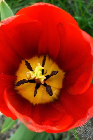 A mobile wallpaper and MMS picture for Apple iPhone 7s, 6s, 5s, 4s, Plus, iPods, iPads, New iPads, Samsung Galaxy S Series and Notes, Sony Ericsson Xperia, LG Mobile Phones, Tablets and Devices: Red Turkish-Ottoman Tulip photo.
