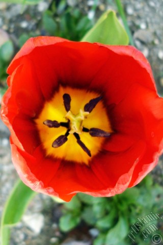 A mobile wallpaper and MMS picture for Apple iPhone 7s, 6s, 5s, 4s, Plus, iPods, iPads, New iPads, Samsung Galaxy S Series and Notes, Sony Ericsson Xperia, LG Mobile Phones, Tablets and Devices: Red Turkish-Ottoman Tulip photo.
