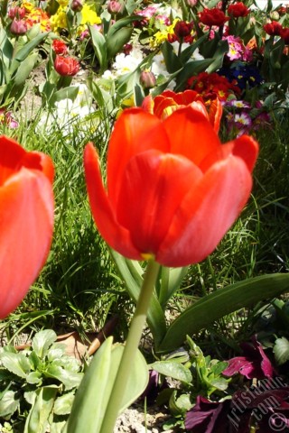 A mobile wallpaper and MMS picture for Apple iPhone 7s, 6s, 5s, 4s, Plus, iPods, iPads, New iPads, Samsung Galaxy S Series and Notes, Sony Ericsson Xperia, LG Mobile Phones, Tablets and Devices: Red Turkish-Ottoman Tulip photo.
