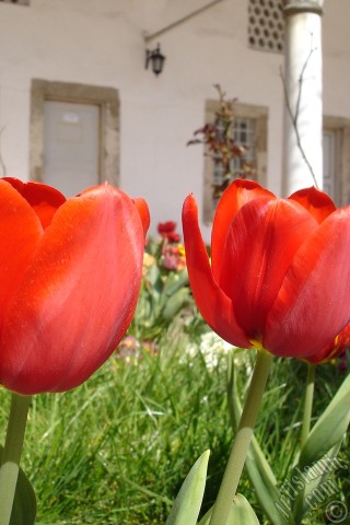 A mobile wallpaper and MMS picture for Apple iPhone 7s, 6s, 5s, 4s, Plus, iPods, iPads, New iPads, Samsung Galaxy S Series and Notes, Sony Ericsson Xperia, LG Mobile Phones, Tablets and Devices: Red Turkish-Ottoman Tulip photo.
