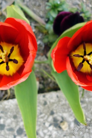 A mobile wallpaper and MMS picture for Apple iPhone 7s, 6s, 5s, 4s, Plus, iPods, iPads, New iPads, Samsung Galaxy S Series and Notes, Sony Ericsson Xperia, LG Mobile Phones, Tablets and Devices: Red Turkish-Ottoman Tulip photo.
