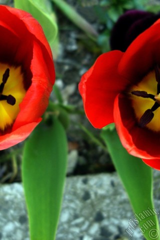 A mobile wallpaper and MMS picture for Apple iPhone 7s, 6s, 5s, 4s, Plus, iPods, iPads, New iPads, Samsung Galaxy S Series and Notes, Sony Ericsson Xperia, LG Mobile Phones, Tablets and Devices: Red Turkish-Ottoman Tulip photo.
