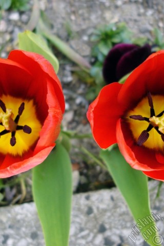 A mobile wallpaper and MMS picture for Apple iPhone 7s, 6s, 5s, 4s, Plus, iPods, iPads, New iPads, Samsung Galaxy S Series and Notes, Sony Ericsson Xperia, LG Mobile Phones, Tablets and Devices: Red Turkish-Ottoman Tulip photo.
