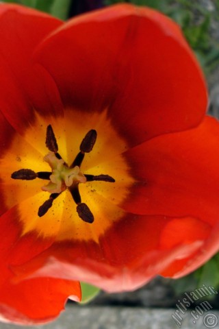 A mobile wallpaper and MMS picture for Apple iPhone 7s, 6s, 5s, 4s, Plus, iPods, iPads, New iPads, Samsung Galaxy S Series and Notes, Sony Ericsson Xperia, LG Mobile Phones, Tablets and Devices: Red Turkish-Ottoman Tulip photo.
