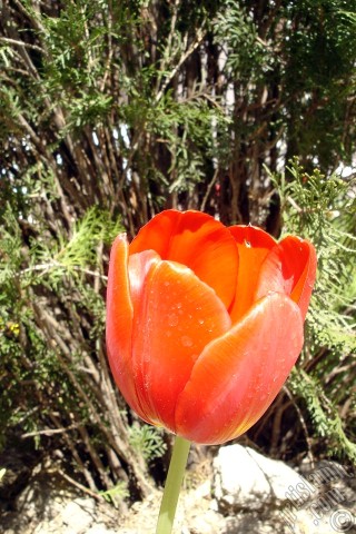 A mobile wallpaper and MMS picture for Apple iPhone 7s, 6s, 5s, 4s, Plus, iPods, iPads, New iPads, Samsung Galaxy S Series and Notes, Sony Ericsson Xperia, LG Mobile Phones, Tablets and Devices: Red Turkish-Ottoman Tulip photo.
