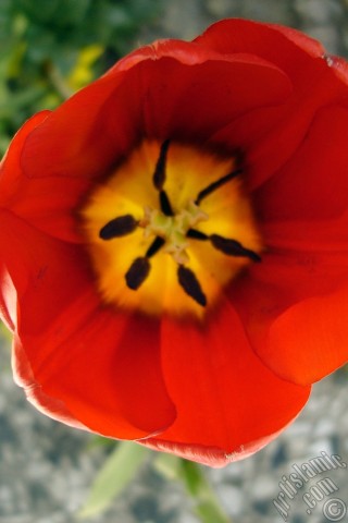 A mobile wallpaper and MMS picture for Apple iPhone 7s, 6s, 5s, 4s, Plus, iPods, iPads, New iPads, Samsung Galaxy S Series and Notes, Sony Ericsson Xperia, LG Mobile Phones, Tablets and Devices: Red Turkish-Ottoman Tulip photo.
