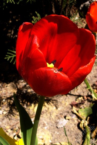 A mobile wallpaper and MMS picture for Apple iPhone 7s, 6s, 5s, 4s, Plus, iPods, iPads, New iPads, Samsung Galaxy S Series and Notes, Sony Ericsson Xperia, LG Mobile Phones, Tablets and Devices: Red Turkish-Ottoman Tulip photo.
