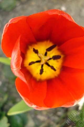 A mobile wallpaper and MMS picture for Apple iPhone 7s, 6s, 5s, 4s, Plus, iPods, iPads, New iPads, Samsung Galaxy S Series and Notes, Sony Ericsson Xperia, LG Mobile Phones, Tablets and Devices: Red Turkish-Ottoman Tulip photo.
