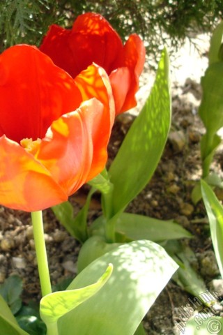 A mobile wallpaper and MMS picture for Apple iPhone 7s, 6s, 5s, 4s, Plus, iPods, iPads, New iPads, Samsung Galaxy S Series and Notes, Sony Ericsson Xperia, LG Mobile Phones, Tablets and Devices: Red Turkish-Ottoman Tulip photo.
