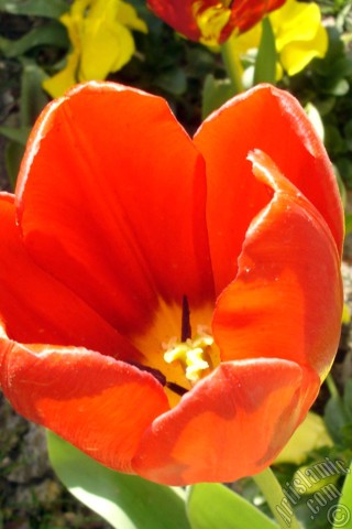 A mobile wallpaper and MMS picture for Apple iPhone 7s, 6s, 5s, 4s, Plus, iPods, iPads, New iPads, Samsung Galaxy S Series and Notes, Sony Ericsson Xperia, LG Mobile Phones, Tablets and Devices: Red Turkish-Ottoman Tulip photo.
