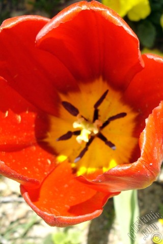 A mobile wallpaper and MMS picture for Apple iPhone 7s, 6s, 5s, 4s, Plus, iPods, iPads, New iPads, Samsung Galaxy S Series and Notes, Sony Ericsson Xperia, LG Mobile Phones, Tablets and Devices: Red Turkish-Ottoman Tulip photo.
