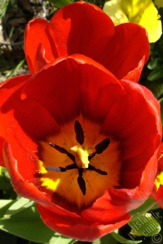 A mobile wallpaper and MMS picture for Apple iPhone 7s, 6s, 5s, 4s, Plus, iPods, iPads, New iPads, Samsung Galaxy S Series and Notes, Sony Ericsson Xperia, LG Mobile Phones, Tablets and Devices: Red Turkish-Ottoman Tulip photo.
