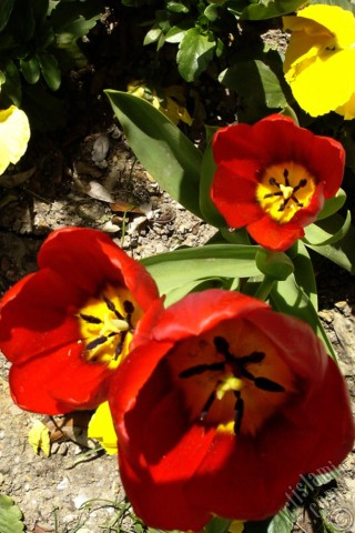 A mobile wallpaper and MMS picture for Apple iPhone 7s, 6s, 5s, 4s, Plus, iPods, iPads, New iPads, Samsung Galaxy S Series and Notes, Sony Ericsson Xperia, LG Mobile Phones, Tablets and Devices: Red Turkish-Ottoman Tulip photo.
