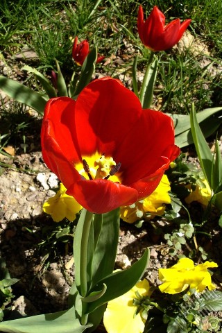 A mobile wallpaper and MMS picture for Apple iPhone 7s, 6s, 5s, 4s, Plus, iPods, iPads, New iPads, Samsung Galaxy S Series and Notes, Sony Ericsson Xperia, LG Mobile Phones, Tablets and Devices: Red Turkish-Ottoman Tulip photo.
